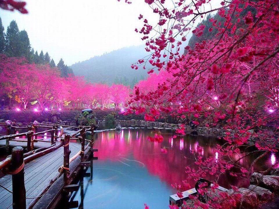 GossipRoomOff's tweet photo. L'automne fait des merveilles à Sakura au Japon 🌺🇯🇵 https://t.co/3Fw3JYcFh0