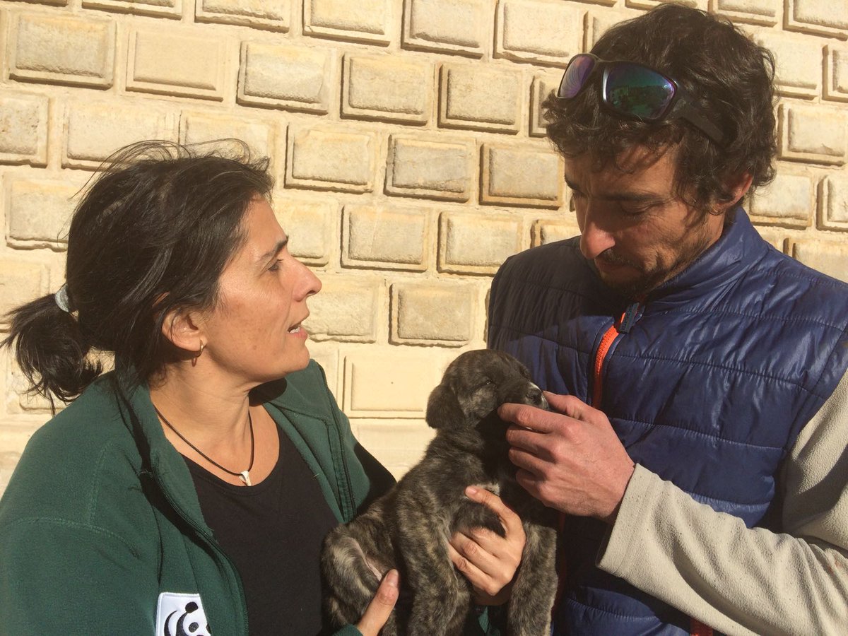 Entrega de un cachorro de mastín en Cogolludo, Guadalajara, cedido por los propietarios de una explotación de vacuno extensivo de Ávila. Objetivo: reforzar la protección de su ganado frente a ataques de depredadores. 
wwf.es/talleresganade…