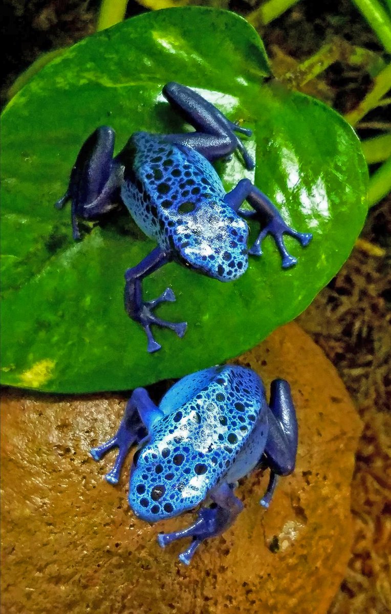 JoshsFrogs's tweet photo. Gotta love that bright blue!
#joshsfrogs #blue #azureus #dendrobatestinctorius #dendrobates #tinctorius #tinc #tincs https://t.co/DwxbUW9TvE