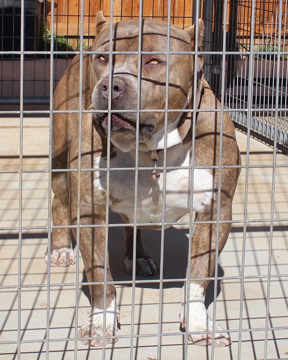 XXXCLUSIVEBULLY's tweet photo. RAW AND UNCUT
Instagram @regulatebullyz
#regulatebloodline
#xlamericanbullies
#xxxclusivebullyz https://t.co/nGjrxWbA3a
