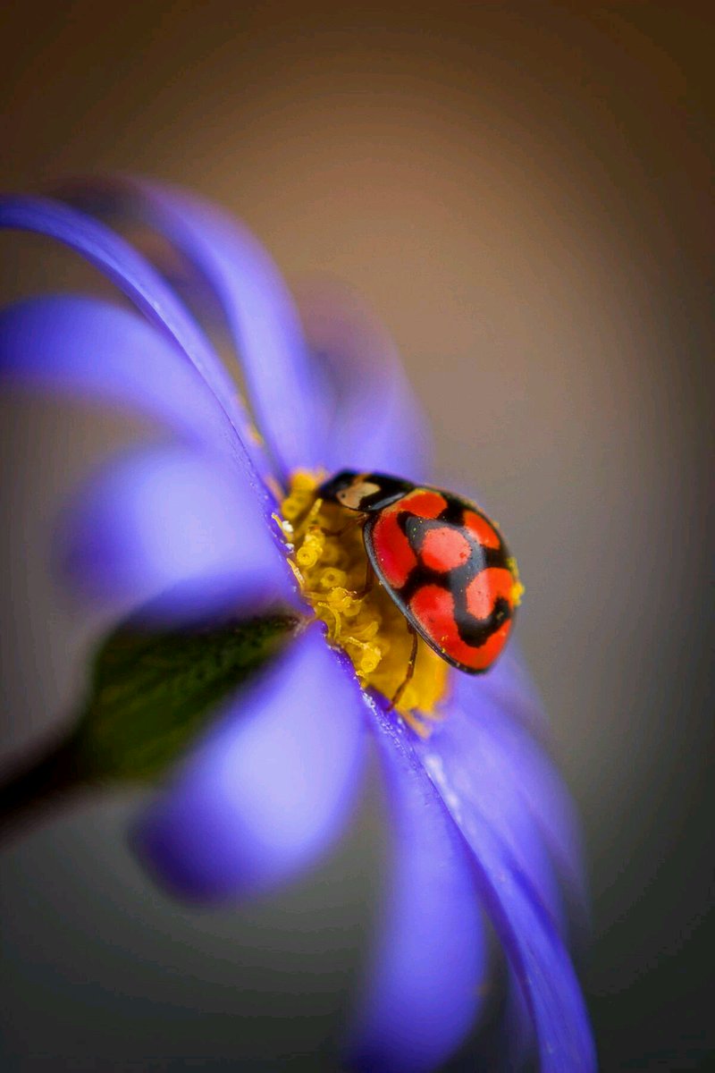 lisiabrahao's tweet photo. https://t.co/ORC5O7O3Ok
~Up where we belong~
~Joe Cocker~
Hace tiempo Tu tienes una vivienda en este lugar...💗
🌹🌷🐞🍀🌷🐞🍀🌹 https://t.co/10iaO3pdlz