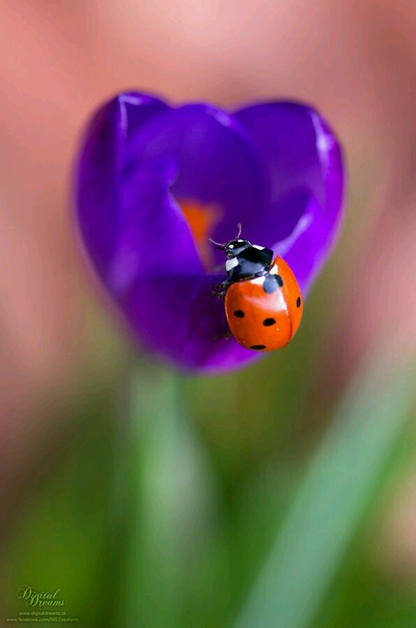 youtu.be/JERSTbzpvyE
~Up where we belong~
~Joe Cocker~
Hace tiempo Tu tienes una vivienda en este lugar...💗
🌹🌷🐞🍀🌷🐞🍀🌹