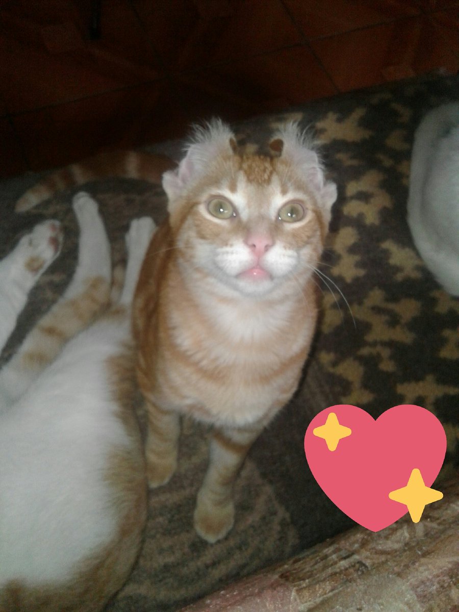 SueCalaca's tweet photo. Orejas atrás 🐱💕 https://t.co/kWD0oicHtd
