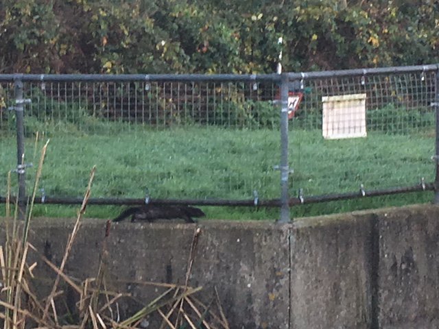 janeaircartoons's tweet photo. Otter photographed at Louth Town weir close to land approved for development by East Lindsey District Councillors #Louthcanal #TedderHall #otters #Lincolnshirewildlife #Louthtownplanning #LouthLeader https://t.co/6zoBnyjvcb
