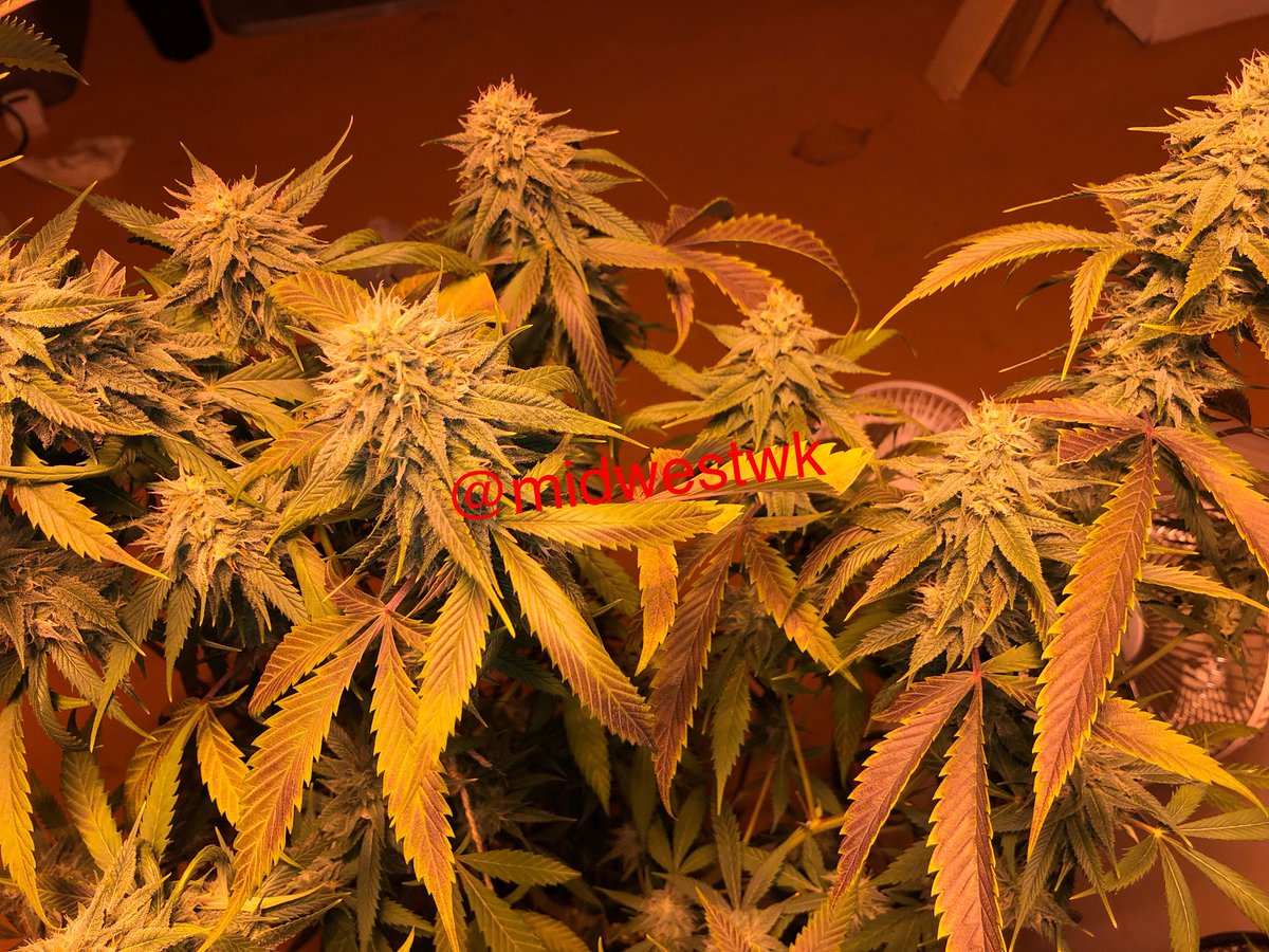 Another day in the garden