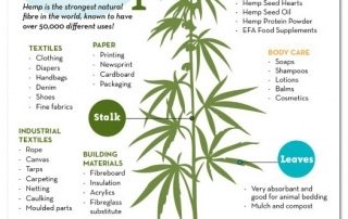MariJNews's tweet photo. Happy #hempday!!!💚 #hemp #industrialhemp #hempindustry #hempheals #hemphelps #hempbuilds #hempclothes #hempismedicine https://t.co/IDkfVgC44c