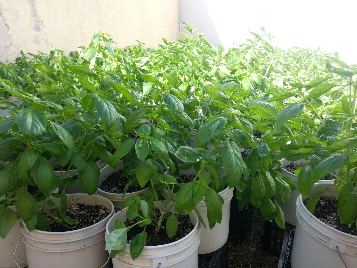 alvarogastelum's tweet photo. #Albahaca #Albahaka #Alfàbrega #Basilico #Basil #Basilic #manjericão #Basilikum #βασιλικός #Бэзил #базилік #baziliks #バジル #羅勒 ריחן# #바질 ريحان# #bazalka #bazilika #busuioc #bazsalikom #босилек https://t.co/TJ1T2BZKmw
