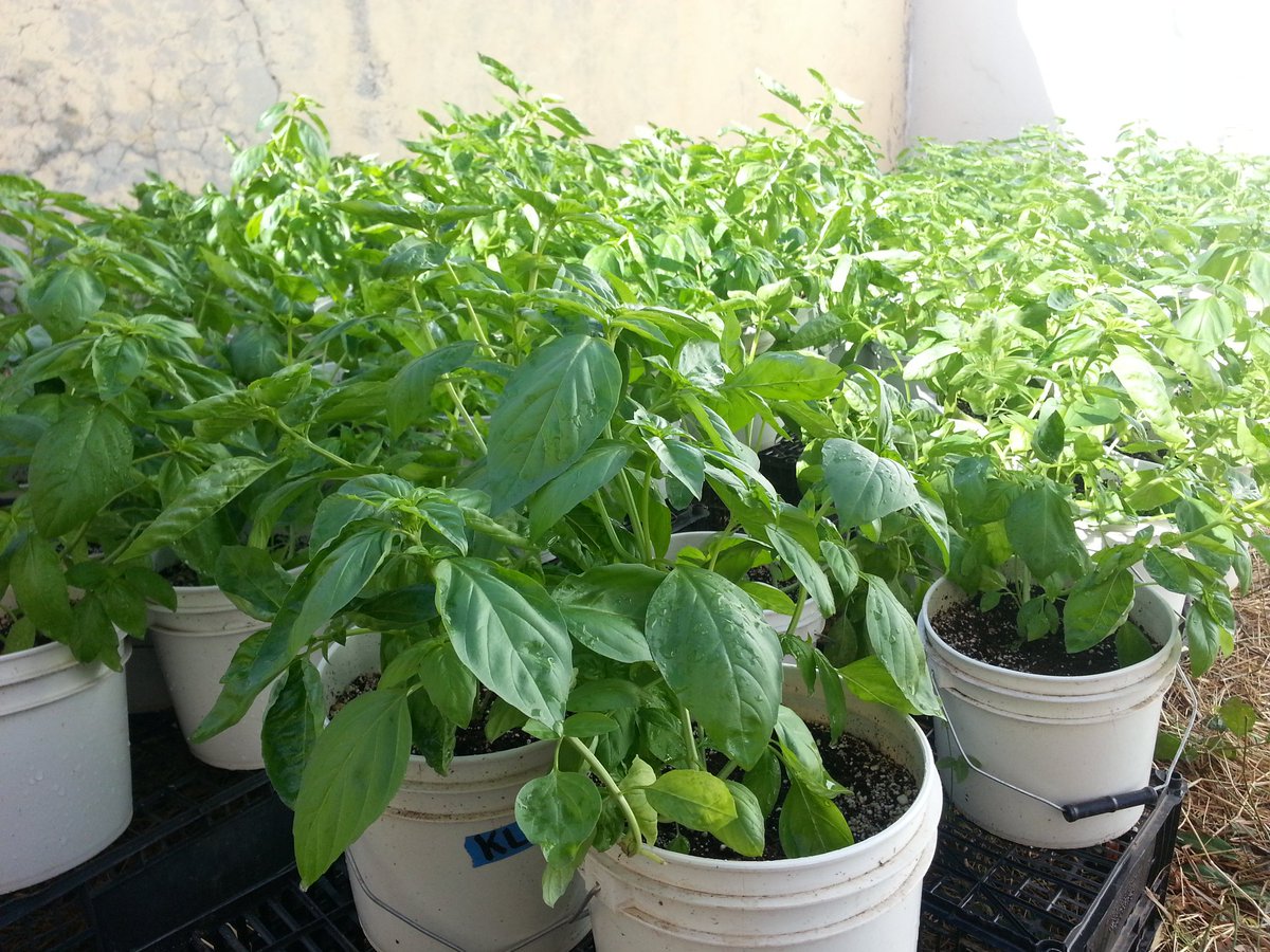 alvarogastelum's tweet photo. #Albahaca #Albahaka #Alfàbrega #Basilico #Basil #Basilic #manjericão #Basilikum #βασιλικός #Бэзил #базилік #baziliks #バジル #羅勒 ריחן# #바질 ريحان# #bazalka #bazilika #busuioc #bazsalikom #босилек https://t.co/TJ1T2BZKmw