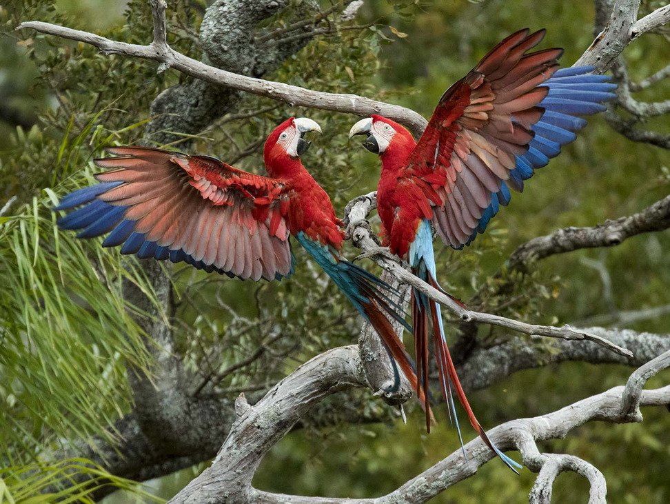 BonitoMSOFICIAL's tweet photo. Buraco das Araras // Jardim - MS 😍

by:@photoinnatura 📷© Daniel De Granville

Conheça Bonito com a #AgenciaSucuri

https://t.co/0PT3Tmrozg https://t.co/TW3sxv1Cll