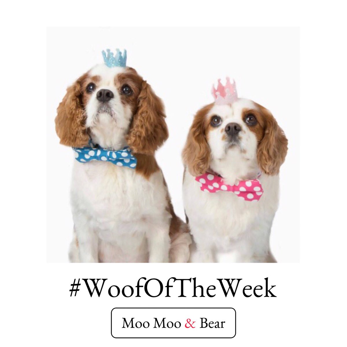 moomooandbearuk's tweet photo. #WoofOfTheWeek

Bailey and Belle dressed by Moo Moo &amp; Bear and looking super smart for their photo shoot. #leedsdogs #queenof #DogsofTwitter https://t.co/1n8YbRMAWH