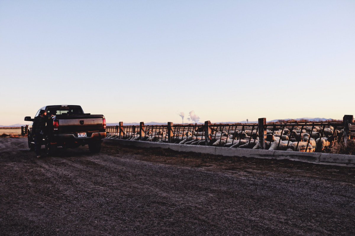 CLJOsguthorpe's tweet photo. I want to inspire people. I want someone to look at me someday and say, “Because of you, I didn’t give up”. #legacy #j12ranchandlivestock #lambelevated #familyfarm #farmingandfightingmd #musculardystrophy #sheepranchersusa #utahfarmlife #inspire #utahwoolgrowers #agriculture https://t.co/MRyESKAlaL