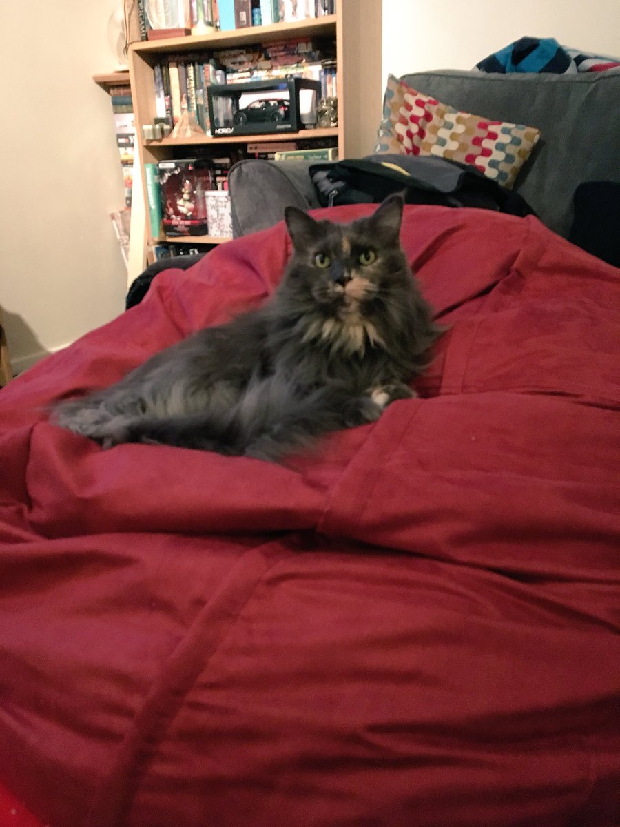 sissyquee's tweet photo. Daddy bought a bean bag from @SumoBeanBag UK on #BlackFriday I have claimed this as my new throne #beanbagcat https://t.co/AQz7PIAuIA