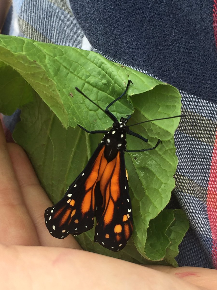 TheresaTrevino's tweet photo. We always have different experiences in the garden! Thank you, @RCEPTA and @UrbanHarvest for these neat experiences! #sbisdproud #rcepta @NancyHarn https://t.co/gWimkNGEau