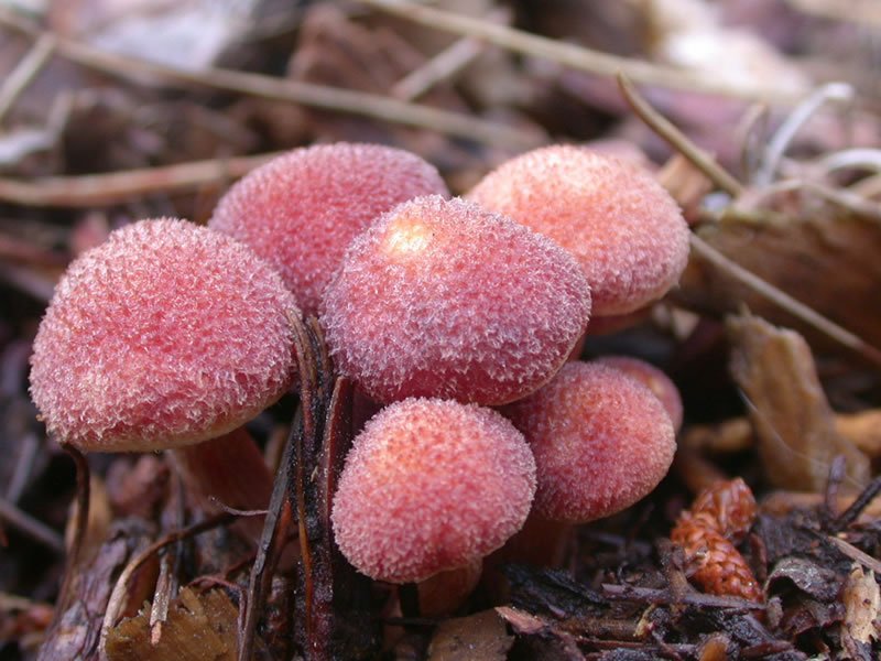 Shroom Out at the Fungus Fair This Sunday sfwk.ly/2AfXyPC