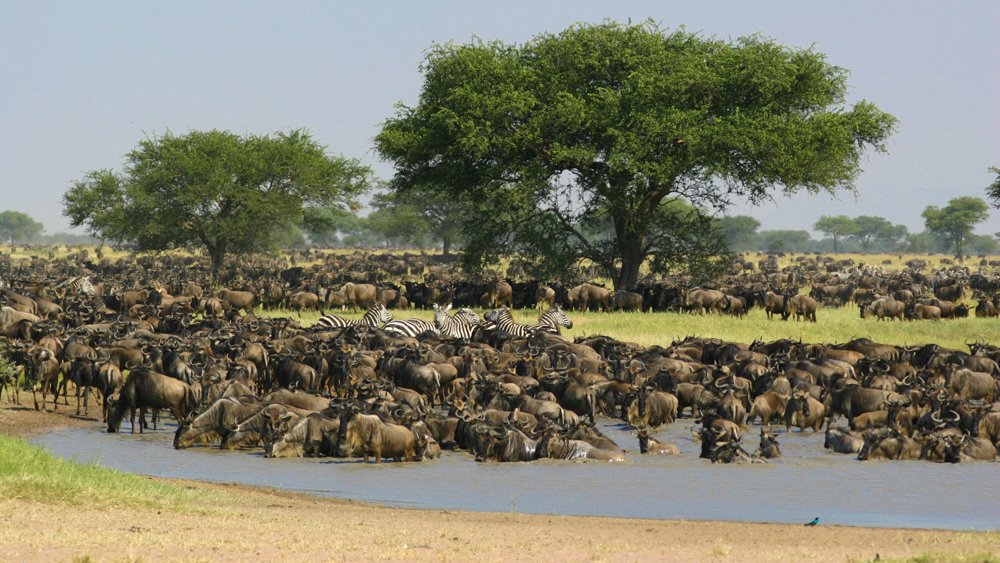 Great Migration safari in Serengeti
Email: info@taitravellers.com
#migrationsafari #tanzaniawildebeestmigrationsafaris #tanzaniasafari #serenegetisafari #serengetitanzaniasafari #taitravellerssafaris #bestreview
