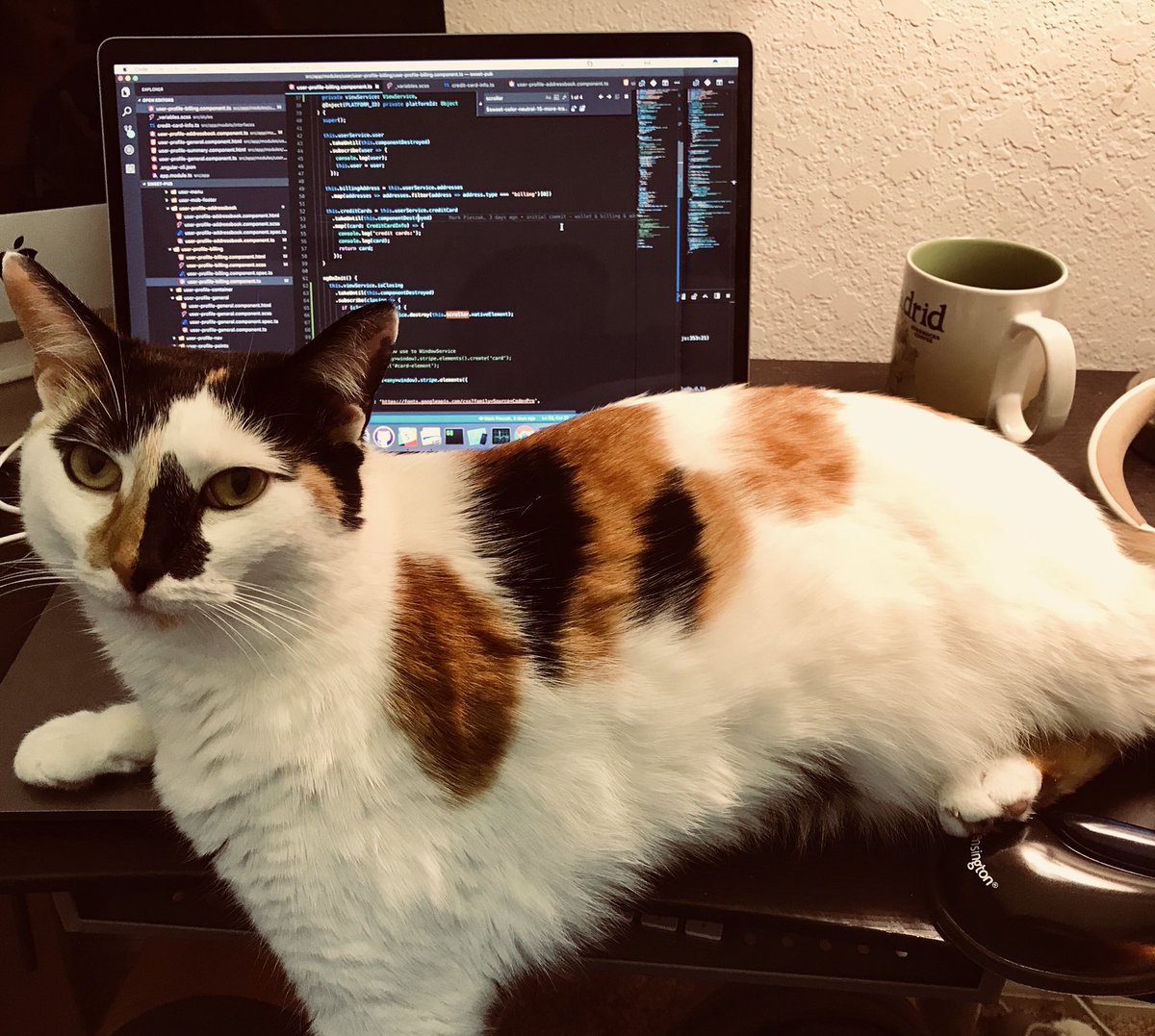 MarkPieszak's tweet image. #codingwithcats 🤦🏼‍♂️