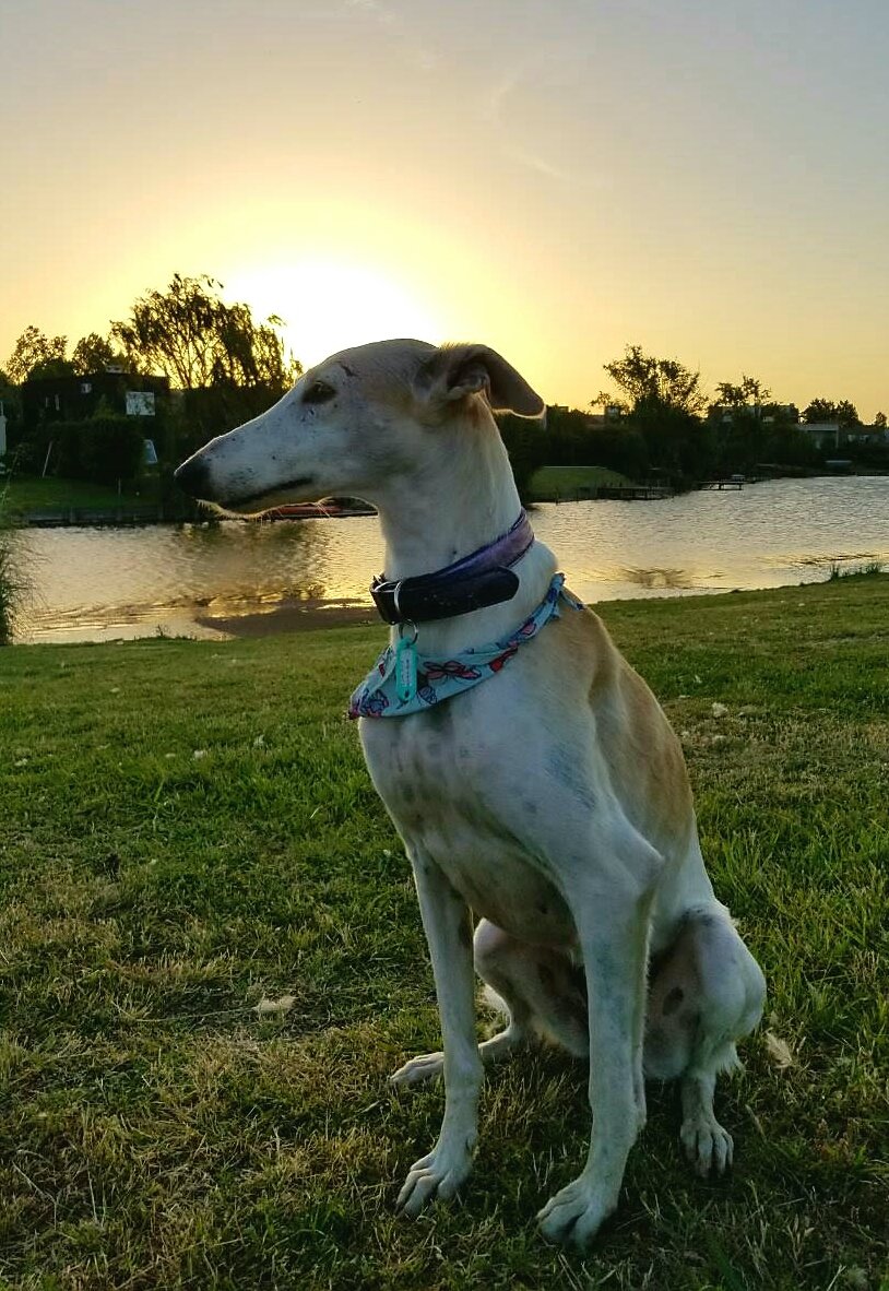 AdoptaUnGalgo's tweet photo. 💟 Magalí 💟 tiene 5 ó 6 años. Se porta divinamente, la más dulce y compañera. Se lleva bien con otros perros y adora a los chicos y bebés🐣
Tiene una paz contagiosa🕊 y también una energía linda, juguetona y sonriente. Está castrada, desparasitada, y con vacunas💉Le buscamos 🏠 https://t.co/m5OozCipGb