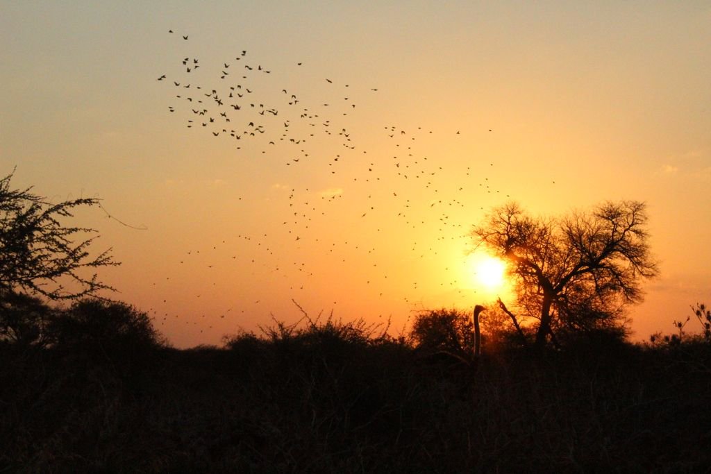 MotseBotswana's tweet photo. every #Sunset is amazing, but with a storm of #quelea and a beautiful #ostrich, it is just charming! thanks to Annabelle Barker for the shot! https://t.co/dg4aFDJGeh