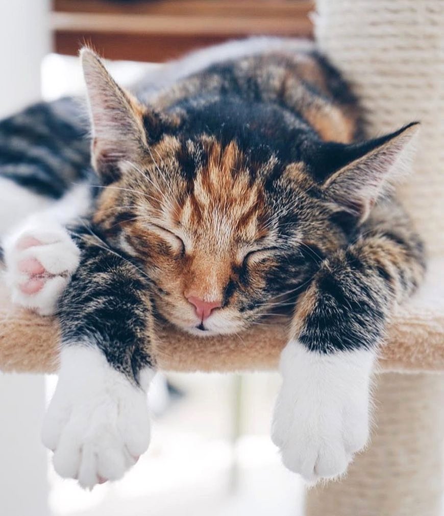 waistedangels's tweet photo. Time spent with cats is never wasted 🐱 Photo by #WHIHeart #catsofinstagram #kittens • https://t.co/Vam8IAHvmD