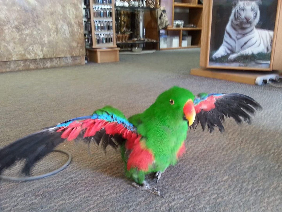 OutofAfricaPark's tweet photo. Have you met Cymon? You can find him struttin his stuff in our gift shop! 🐦 Photo credit- Cam Hoffner. #cymon #giftshop #OutofAfrica #OutofAfricaWildlifePark #Arizona https://t.co/VQ167regZM