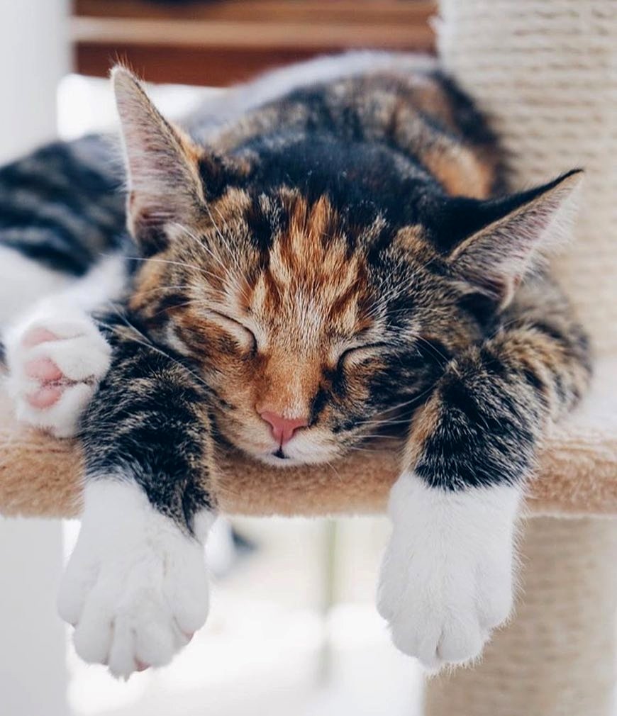 nikkihammel86's tweet photo. Time spent with cats is never wasted 🐱 Photo by #WHIHeart #catsofinstagram #kittens • https://t.co/M5VwXNxZAu
