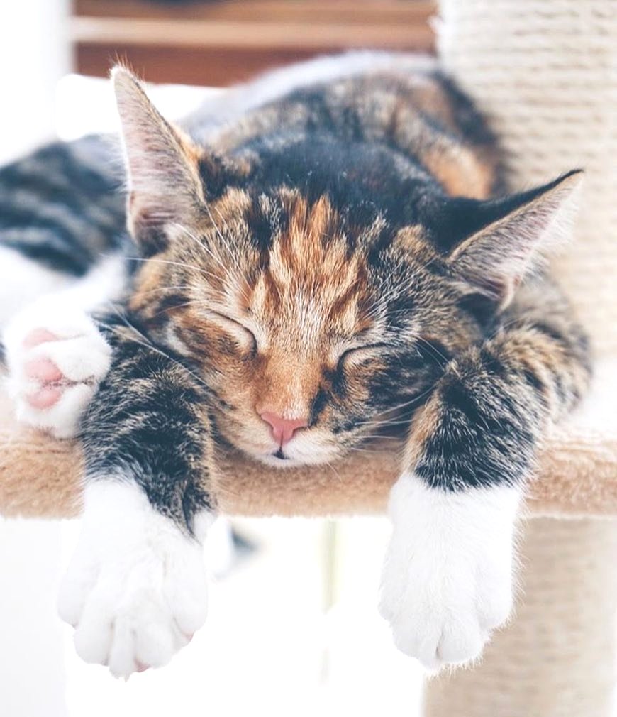 Time spent with cats is never wasted 🐱 Photo by #WHIHeart #catsofinstagram #kittens •