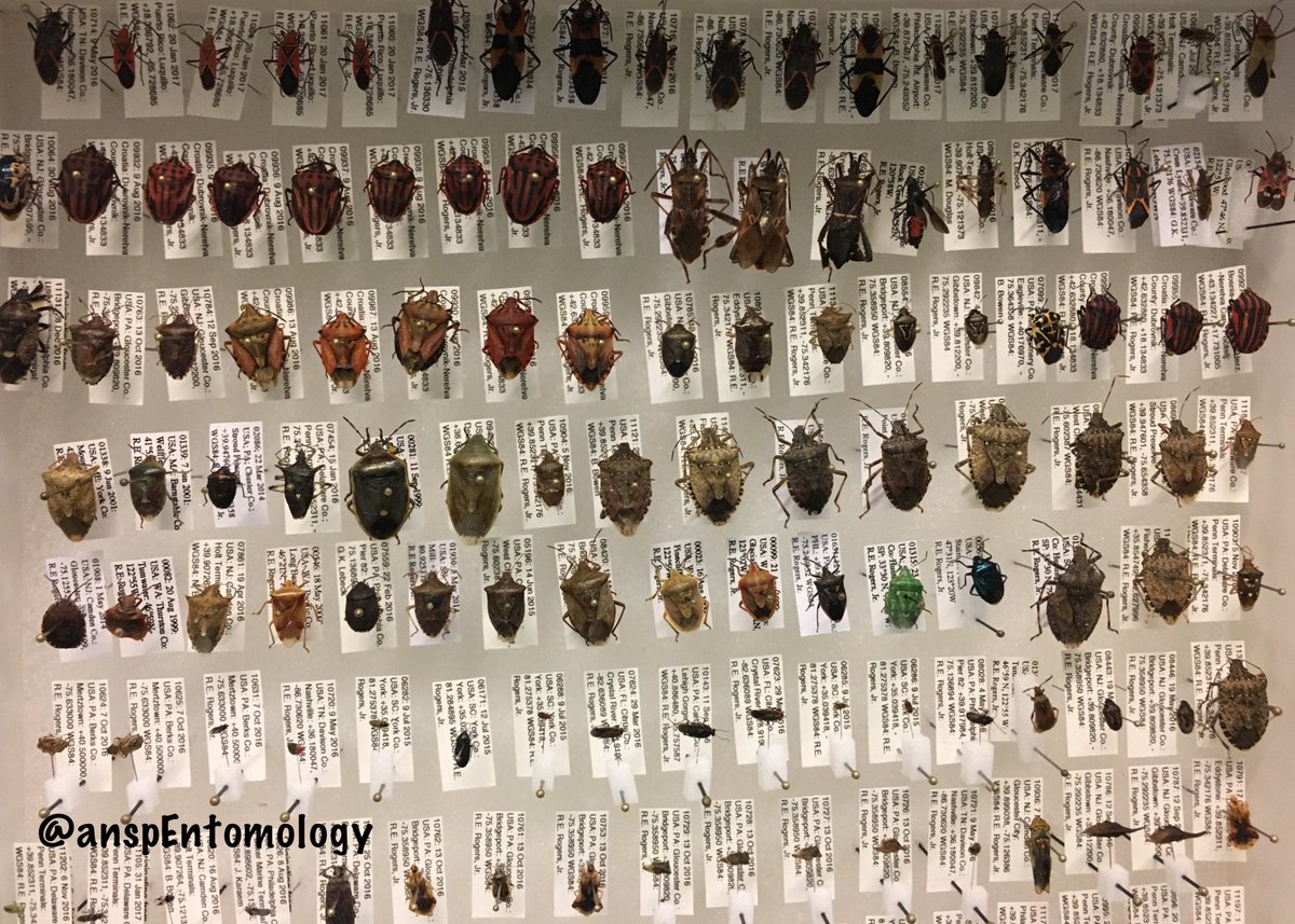 ANSPEntomology's tweet photo. Incoming insect specimens!

#accession #hemiptera
#todayonthetable https://t.co/4XzXuOdzD3
