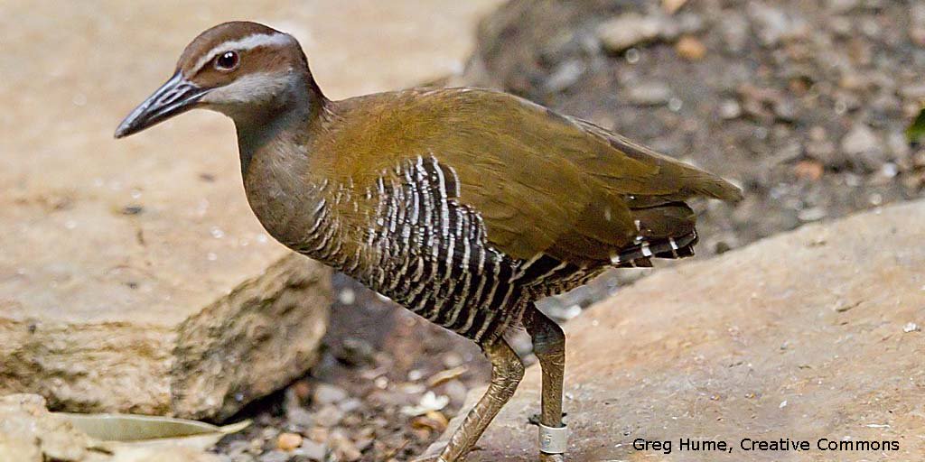TopBirdingTours's tweet photo. BirdLife International: captive-bred (nearly extinct) Guam Rails released onto Cocos &amp; Rota islands (no Brown Tree Snakes). https://t.co/OARlcqdmhA https://t.co/TNhjPcb6D0