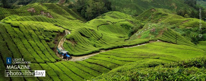GalleryofArt's tweet photo. Curvy Tea, by Greg Goodman - https://t.co/L1AHhnF1rG - #CameronHighlands #GregGoodman https://t.co/VtnhmfAenl
