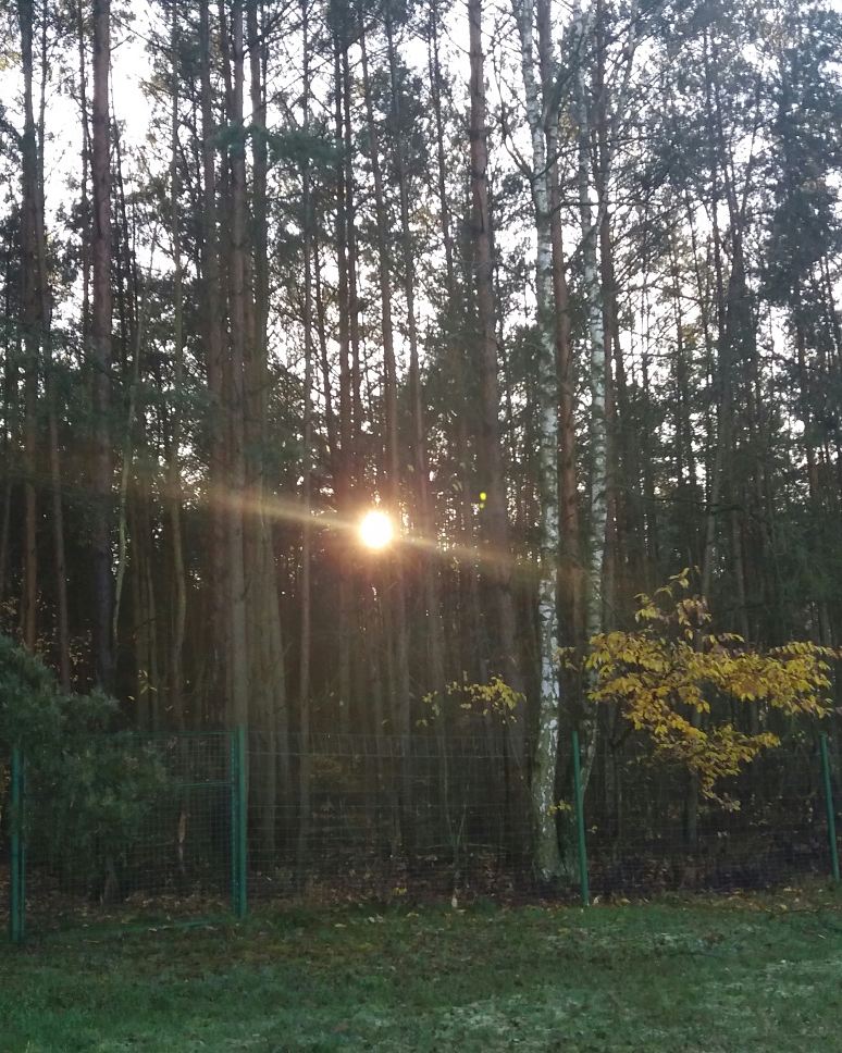 zimowapani's tweet photo. Sunny and frosty at the same time 🌞🌬 #photoshoot #ilovetakephoto #walk #day #beautiful #myplaceonearth🌎 #bestrong #behappy #trysmile https://t.co/0mqmNHxRyq