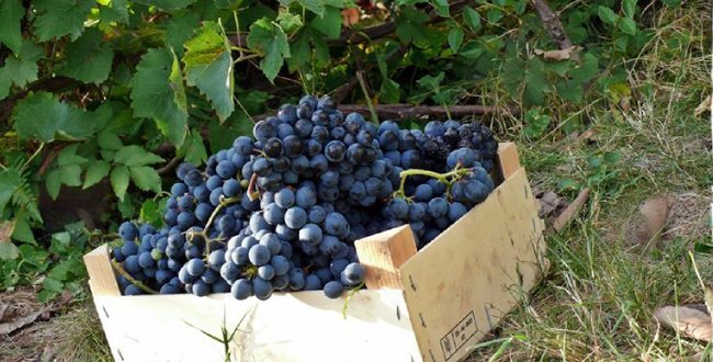 Les3Pinardiers's tweet photo. Allons-nous manquer de #vin cette année ?
Via @Figaro_Avis_Vin 
https://t.co/EOJYSLmSHc https://t.co/HGQlnA4q9c