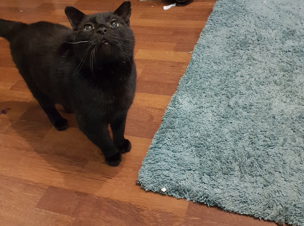 nhsandknackered's tweet photo. @laura_gamble My "Bob the dog " is a battered old man and black and would have been put down no-one wanted him ....his first day he looked genuinely shocked at cat toys..2yrs on he's thriving https://t.co/i11AmyPD84