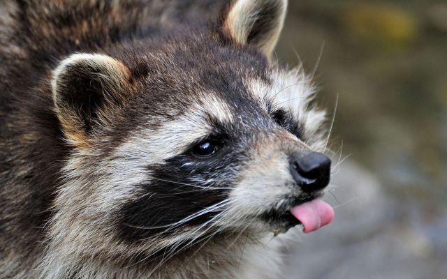 Our little misfit of a race, the Raccoon Mountain #HalfMarathon, landed top 20 half marathons in the country and beautiful course scenery in the BibRave 100! Smallest race in both categories, obviously biggest heart.
runchattanooga.org/rmm/