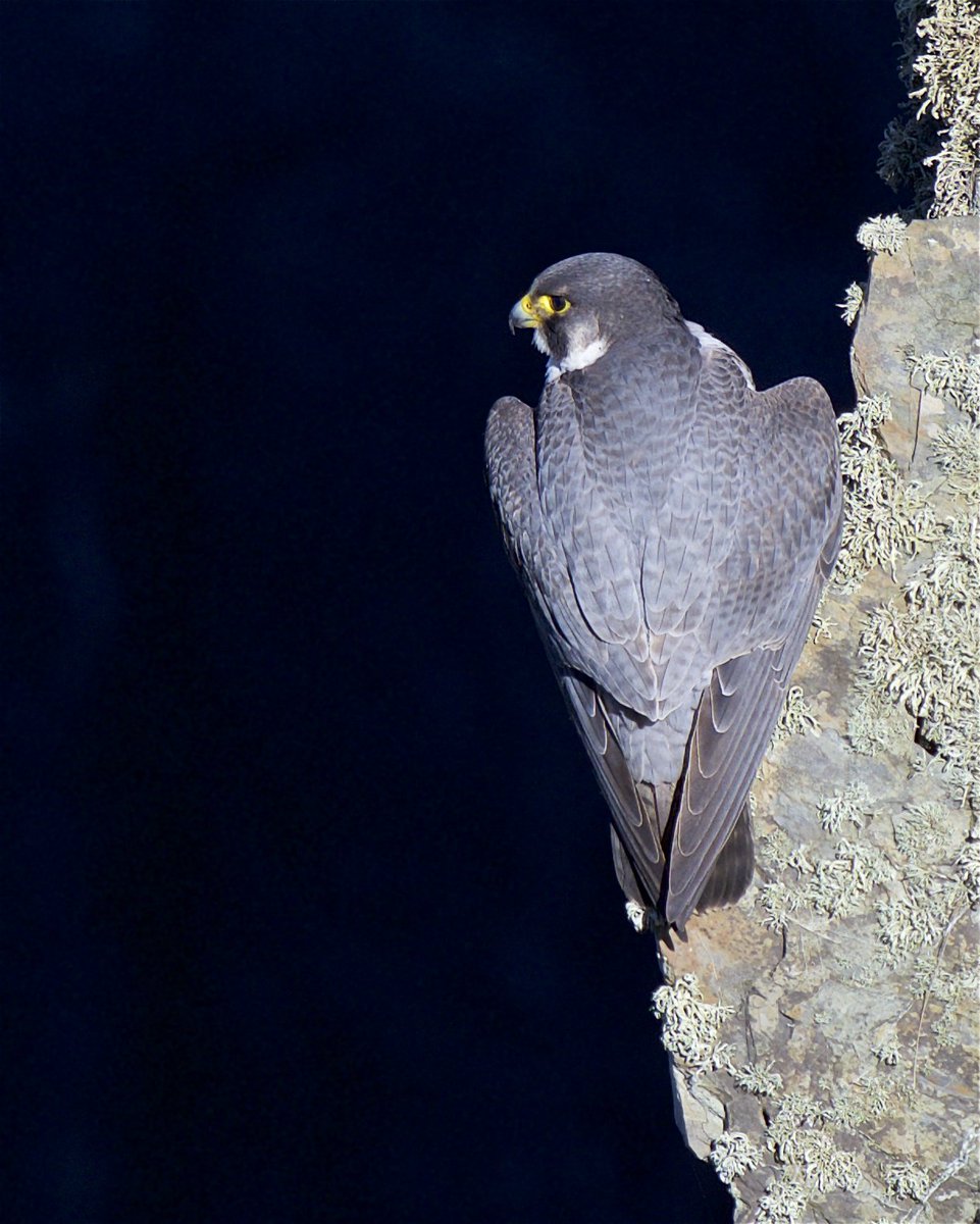 manxmannin tweet picture