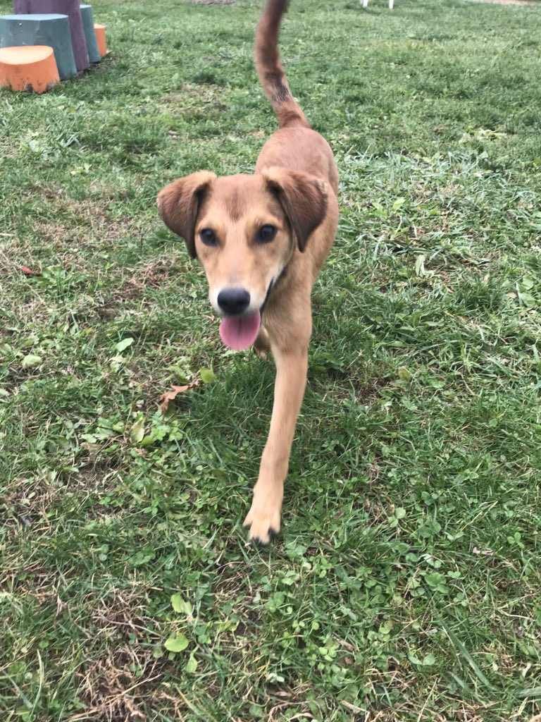 JessPlayzGames's tweet photo. @Mithzan @binoftrash1 From the animal shelter that my cousin helps at https://t.co/5t5ESvQbtk
