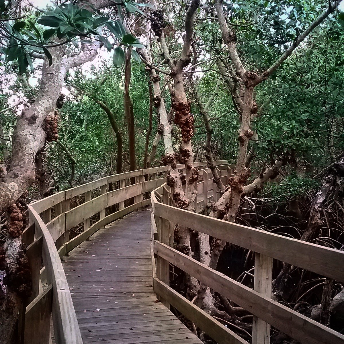 EditorAnnaMaria's tweet image. Choose the path through the mangroves on Leffis Key. So peaceful. #annamariaisland #loveannamaria #NaturePhotography #VisitFlorida