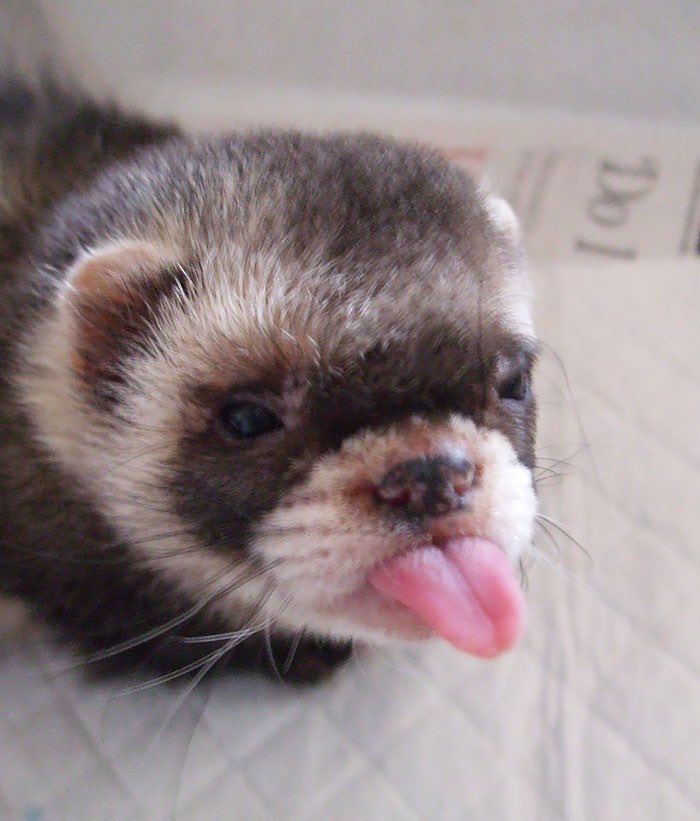 CatSnakesDaily's tweet photo. Tongues out for hump day👅👅 https://t.co/j9wRE11Z8H