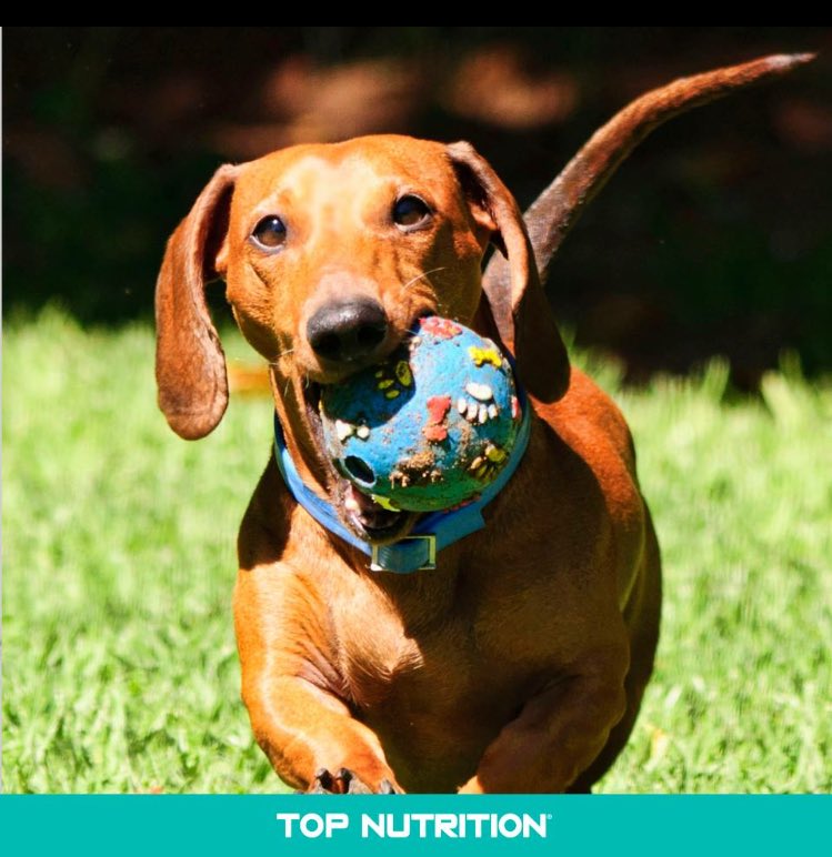 TopNutritionAr's tweet photo. Hora de jugar! 
#TopNutrition #SuperPremium #MascotasExigentes https://t.co/dyBmr0AZhI