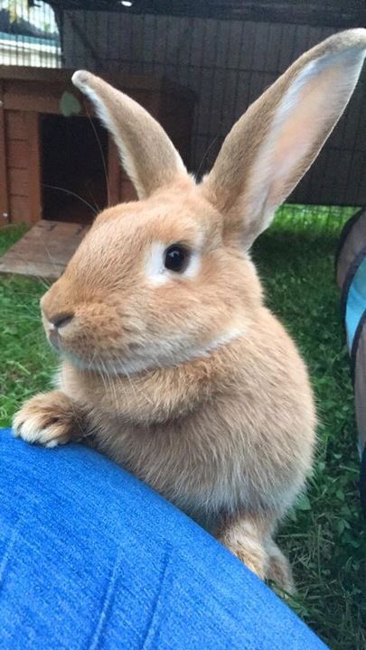 LittlestLives's tweet image. LOOKING FOR A SPECIAL HOME FOR THIS BEAUTIFUL GIRL ISABELLE.