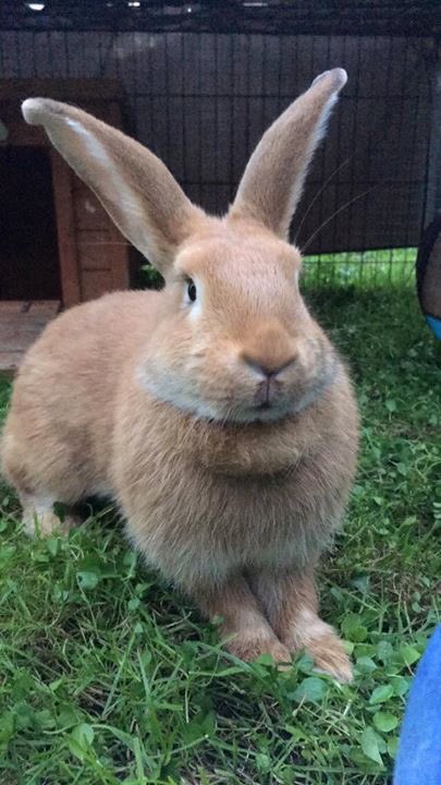 LittlestLives's tweet image. LOOKING FOR A SPECIAL HOME FOR THIS BEAUTIFUL GIRL ISABELLE.