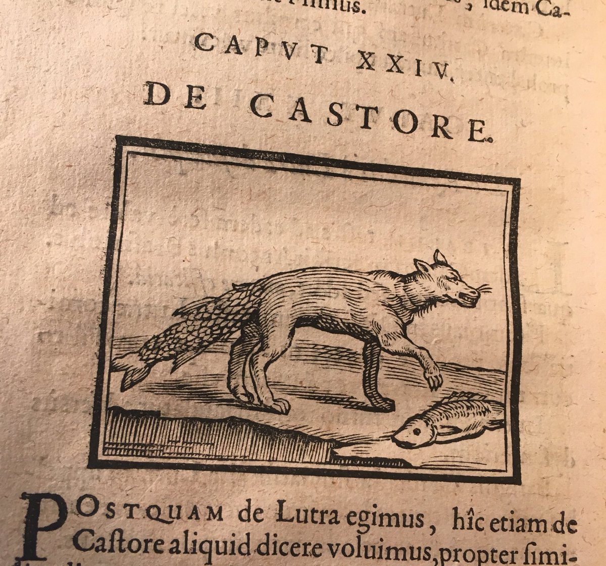 aanna's tweet photo. even better than #notalion bc I had to look up “castor” to realize this was an attempt at a beaver, not an inefficient wolf-mermaid #notabeaver
Historia medica, 1639 226-916q #folgerfinds https://t.co/66FKAUse8o