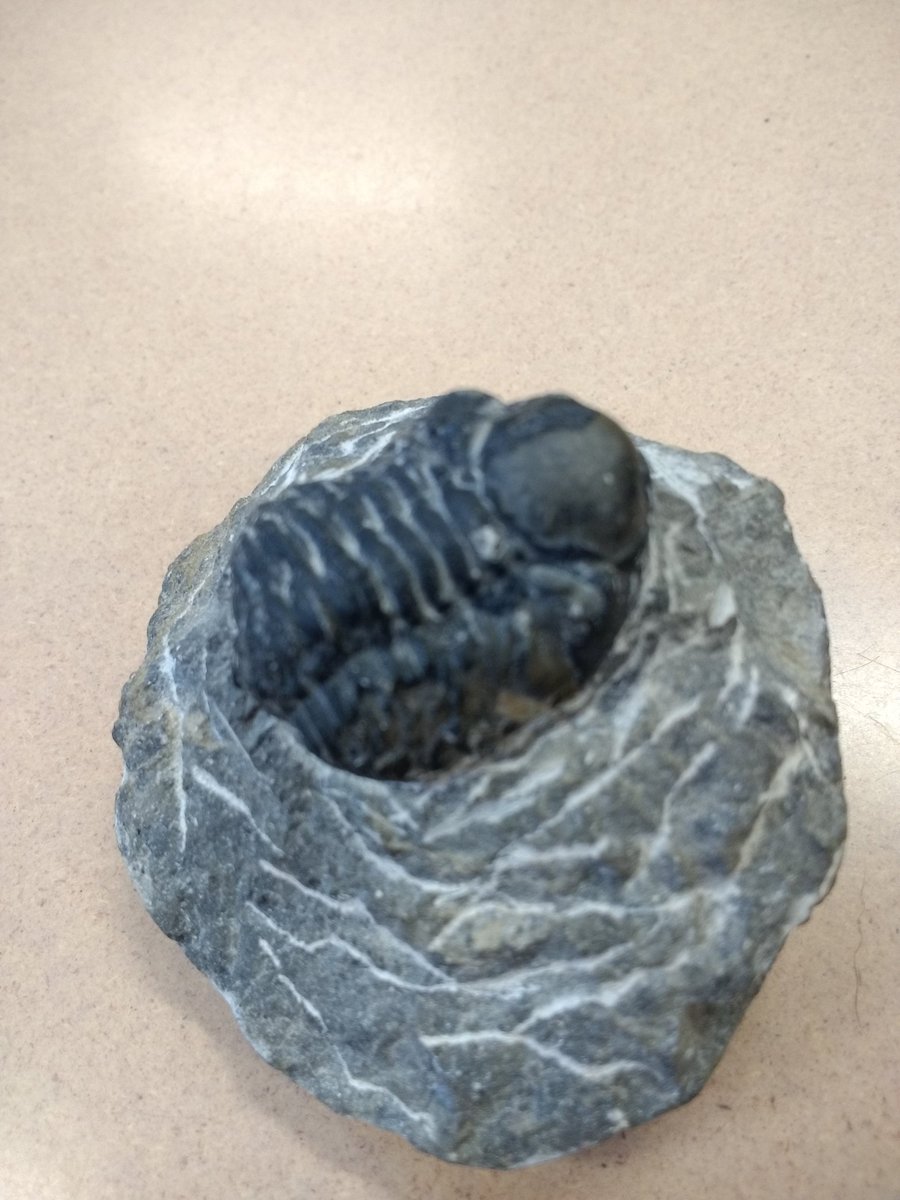 miss_ezwiebel's tweet photo. We are so lucky today! Ms. Murphy brought in genuine trilobite fossils! We are having a blast learning about the past! #fossils #ps133 #PublicSchoolProud https://t.co/kvYfnT0D6e
