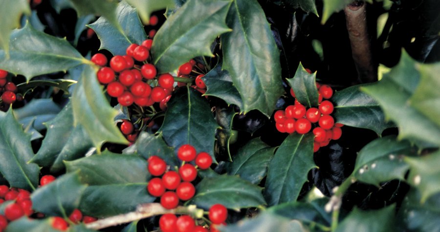 SLplants's tweet photo. Deck the halls (and landscape) with #RobinHolly. Learn more about this beauty here. https://t.co/gIyp1yuizf https://t.co/BjZebTRmFD