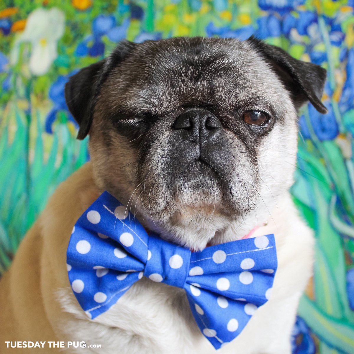 A5: If having the ability to control each eyeball separately doesn’t make me special, idk what does!! What’s not to love?! 👀 #PugChat