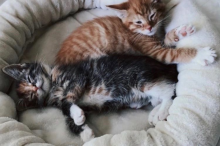 Can we take them home please?? 🐱🐱 Photo by #WHIHeart #kittensofinstagram #cats_of_instagram •