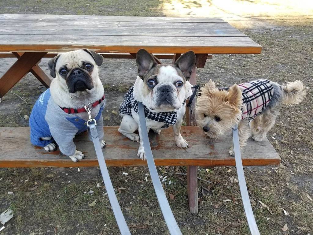 pupsofanarchy's tweet photo. These are the faces of trouble makers #pupsofanarchy #pupsofinstagram #dogservices #dogsofinstagram #dogwalking #dogboarding #torontodogwalker #torontopooch #picturepawfect #torontodogwalks #joinourcrew #thesix #cutedogs #doglife #dogphotography #dogphot… https://t.co/XSta1D54wv https://t.co/8qGXUcJNiw