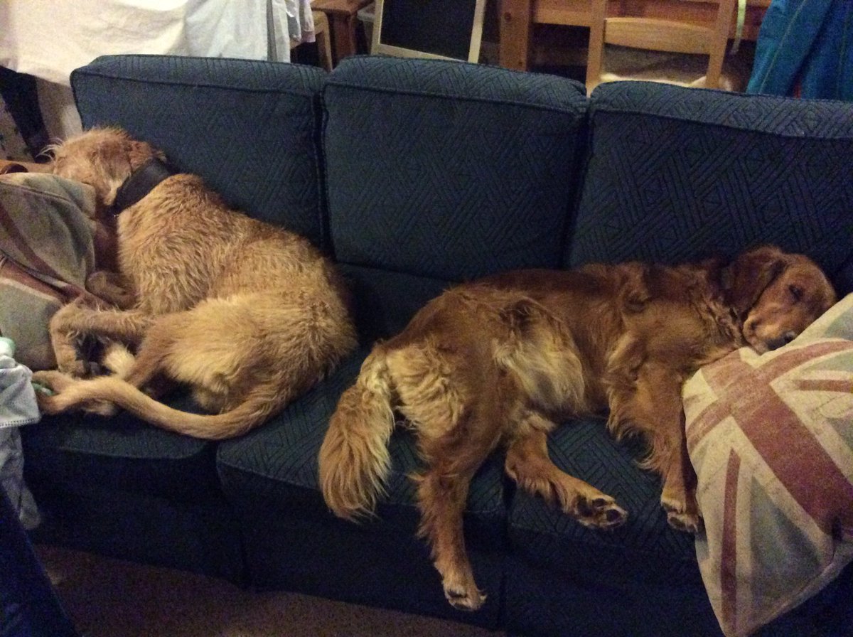 NativeBeef's tweet photo. Farm dogs, hard life! https://t.co/xNAtiwc6MU