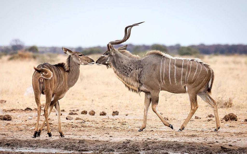 'What! Are they going to kiss?' - A #Kudu encounter at #Nxaipan #waterhole.
.
.
#greaterkudu #isokudu #nxaipannationalpark #botswana #visitbotswana #antelope #horns #stripes #nature #naturephotography #naturepics #africainmymind #onlyinafrica #naturelove… ift.tt/2AjDqKC