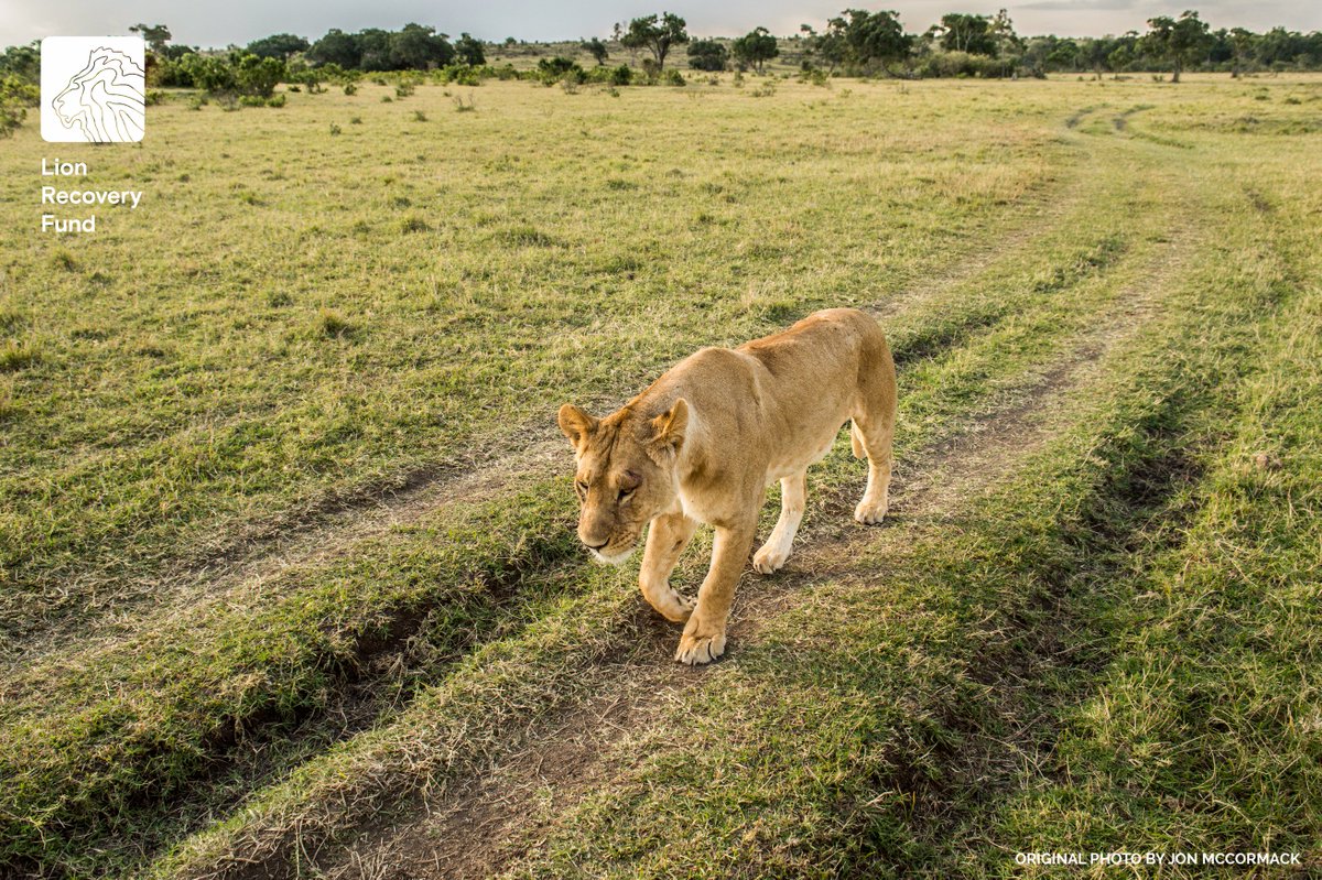 LionRecovery's tweet photo. We are helping put lions are on the road to recovery—our vision is to double the number of lions by 2050: https://t.co/C4Yjbu3NGE #savelions #conservation https://t.co/DiPJzloKtd