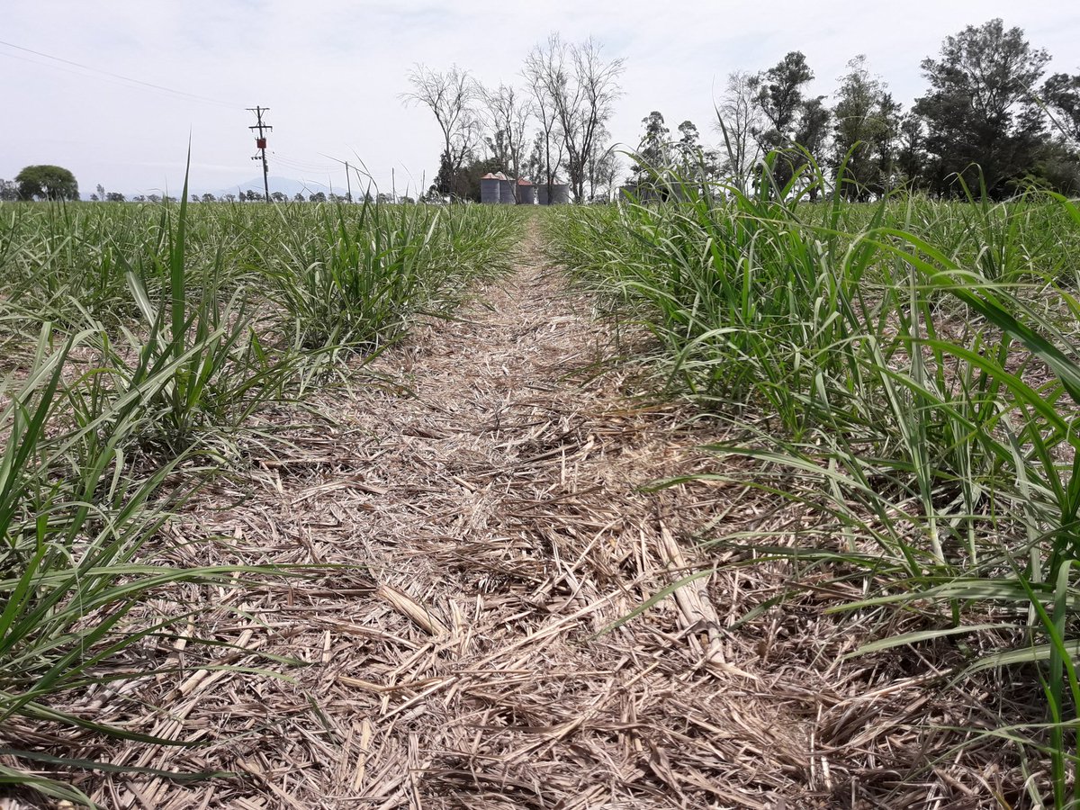 RodrigoFalcone5's tweet photo. Recorriendo ensayo de Enetotal Plus en caña de azúcar junto a Ing Luis Alonso de EEAOC, Tucumán, Argentina. @eeaocoficial @ProfertilNutri #nutrición #nitrógeno #eNeTotal Plus https://t.co/sGqaBtDtQe